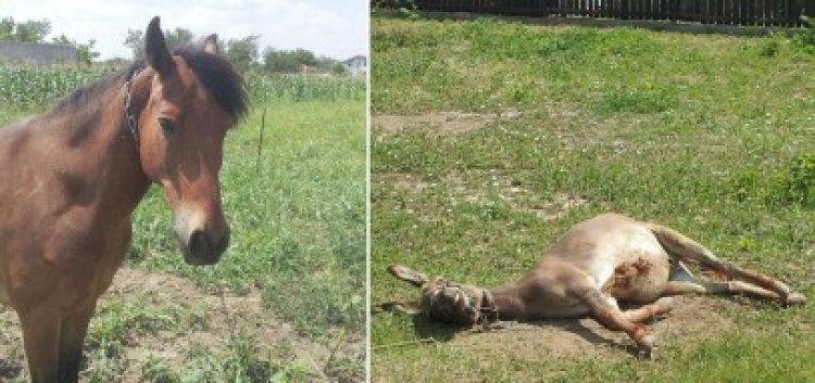 Ciocârlia, localitatea unde caii sunt în pas cu moda şi măgarii se tăvălesc de râs